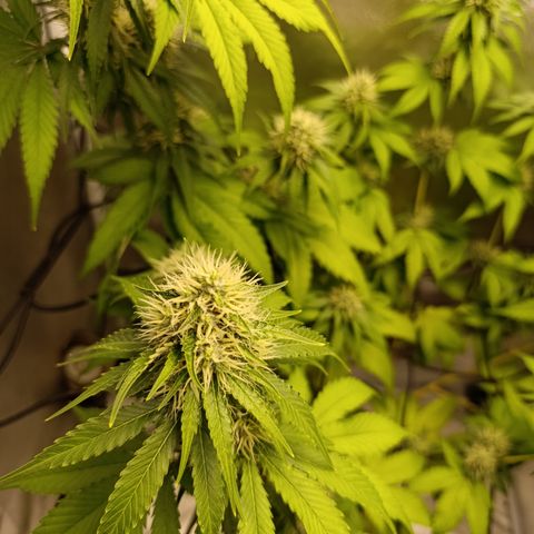Banana Sherbet Madre growlog timeline photo