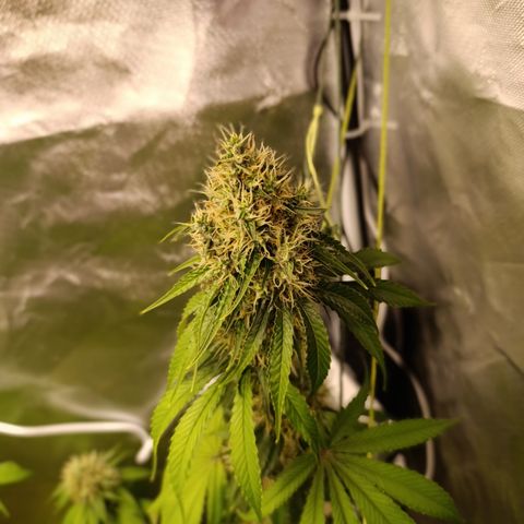 Banana Sherbet Madre growlog timeline photo