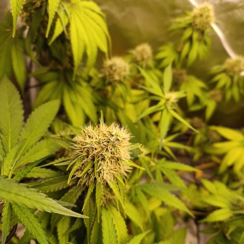 Banana Sherbet Madre growlog timeline photo