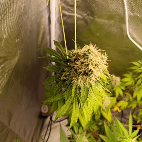 Banana Sherbet Madre growlog timeline photo