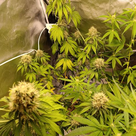 Banana Sherbet Madre growlog timeline photo