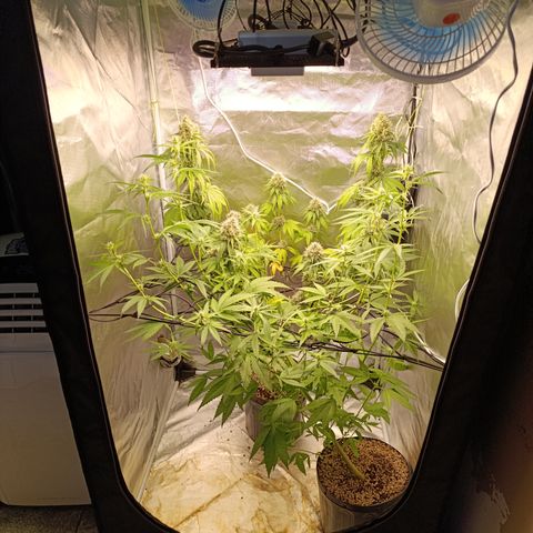 Banana Sherbet Madre growlog timeline photo