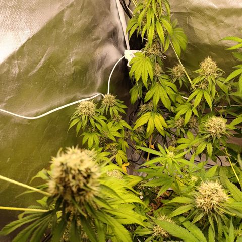 Banana Sherbet Madre growlog timeline photo