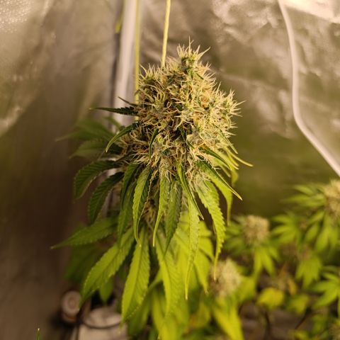 Banana Sherbet Madre growlog timeline photo