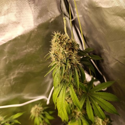 Banana Sherbet Madre growlog timeline photo