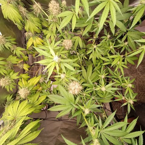 Banana Sherbet Madre growlog timeline photo