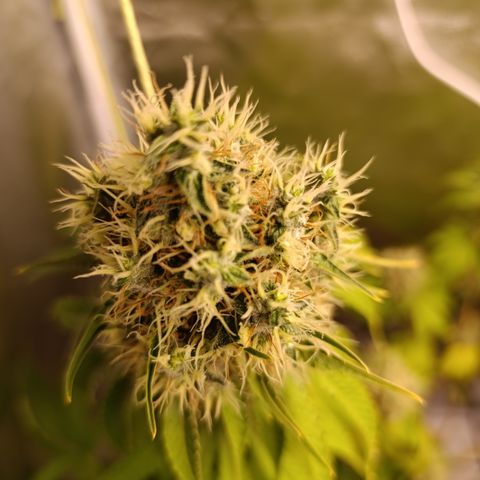 Banana Sherbet Madre growlog timeline photo