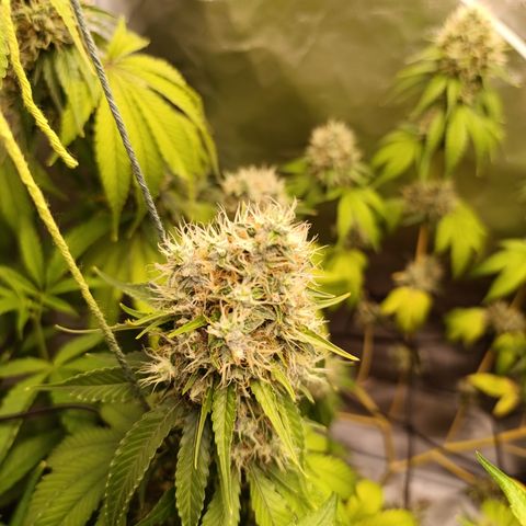 Banana Sherbet Madre growlog timeline photo