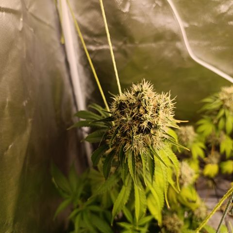 Banana Sherbet Madre growlog timeline photo