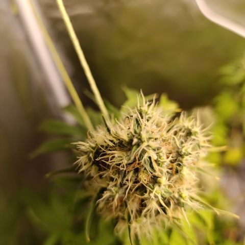 Banana Sherbet Madre growlog timeline photo