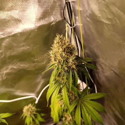 Banana Sherbet Madre growlog timeline photo