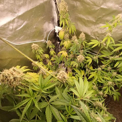 Banana Sherbet Madre growlog timeline photo
