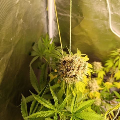 Banana Sherbet Madre growlog timeline photo