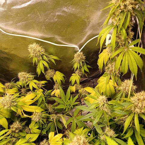 Banana Sherbet Madre growlog timeline photo