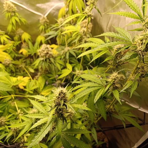 Banana Sherbet Madre growlog timeline photo