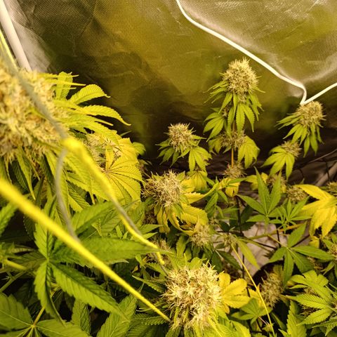 Banana Sherbet Madre growlog timeline photo