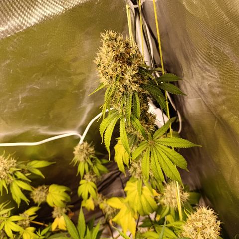Banana Sherbet Madre growlog timeline photo