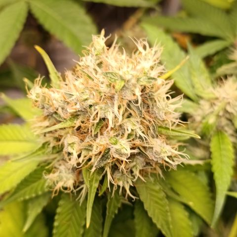 Banana Sherbet Madre growlog timeline photo