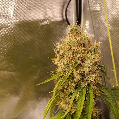 Banana Sherbet Madre growlog timeline photo
