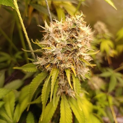 Banana Sherbet Madre growlog timeline photo