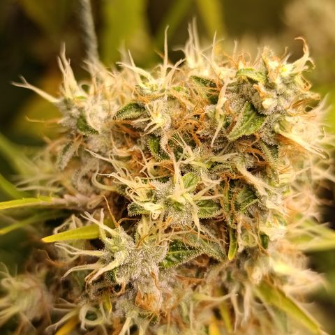 Banana Sherbet Madre growlog timeline photo