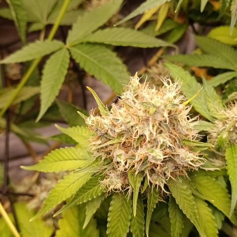 Banana Sherbet Madre growlog timeline photo