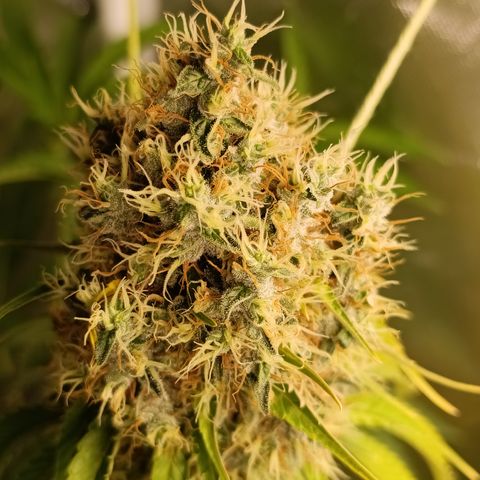 Banana Sherbet Madre growlog timeline photo