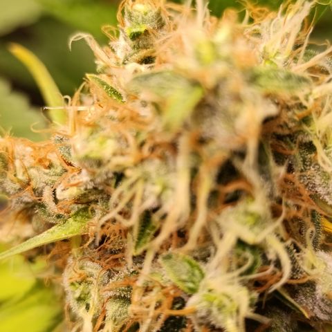 Banana Sherbet Madre growlog timeline photo