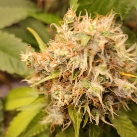 Banana Sherbet Madre growlog timeline photo