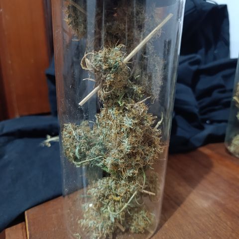 Banana Sherbet Madre growlog timeline photo