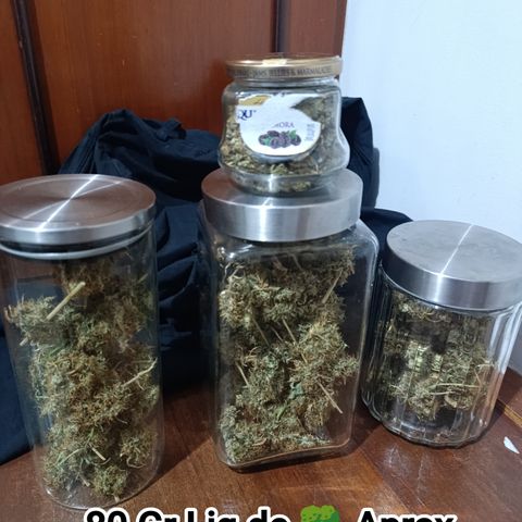 Banana Sherbet Madre growlog timeline photo