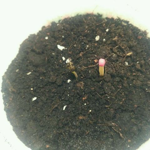 LSD growlog timeline photo