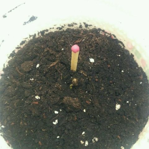 Tutankhamon growlog timeline photo