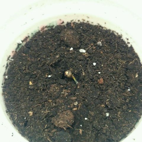 Satori growlog timeline photo