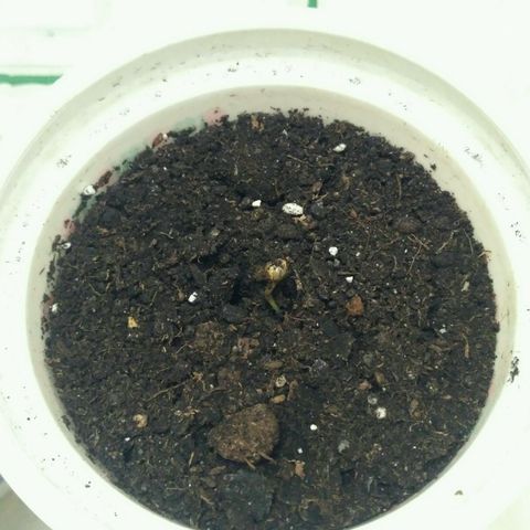 Satori growlog timeline photo