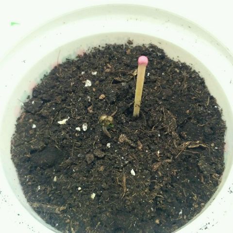 LSD growlog timeline photo