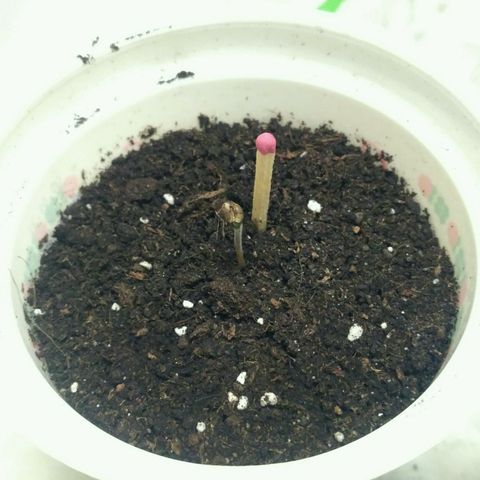 Tutankhamon growlog timeline photo