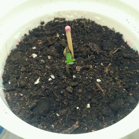 LSD growlog timeline photo