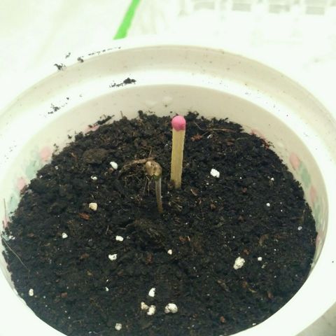 Tutankhamon growlog timeline photo