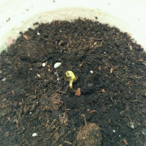 Satori growlog timeline photo
