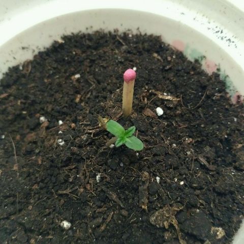 LSD growlog timeline photo
