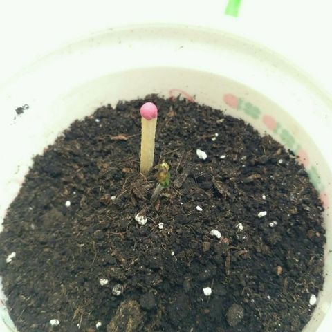 Tutankhamon growlog timeline photo