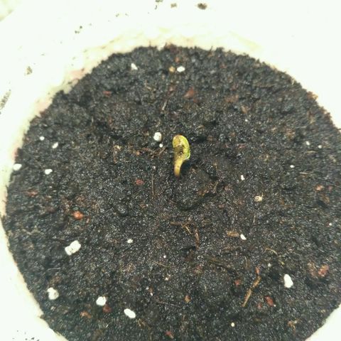 Satori growlog timeline photo