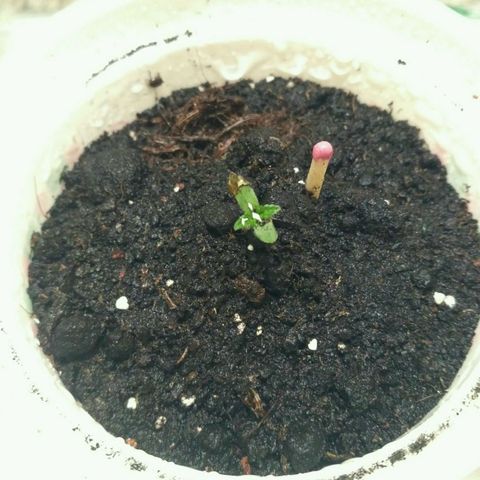 LSD growlog timeline photo