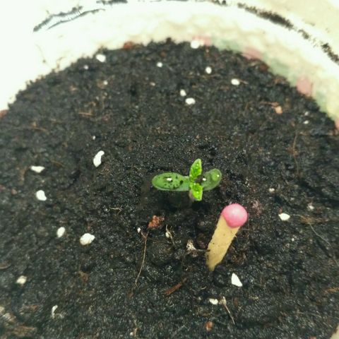 Tutankhamon growlog timeline photo
