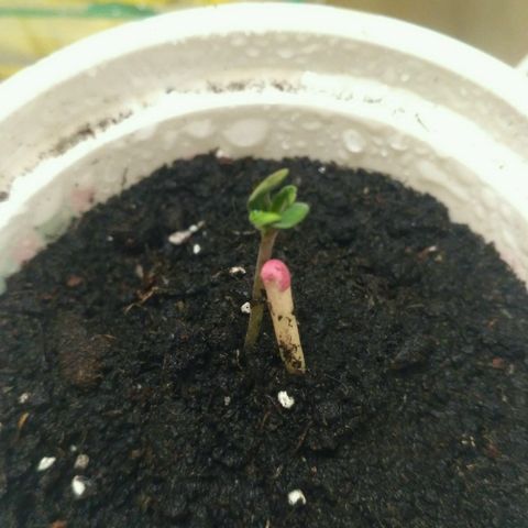 Satori growlog timeline photo