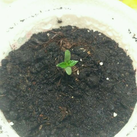 LSD growlog timeline photo