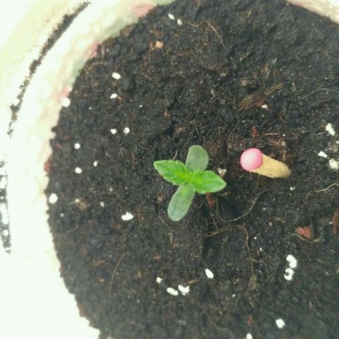 Tutankhamon growlog timeline photo