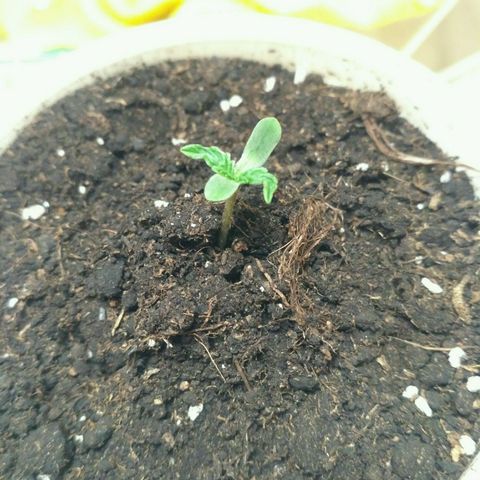 Satori growlog timeline photo