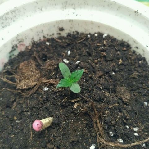LSD growlog timeline photo